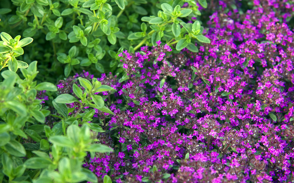 BeeHaven Yourself Garden YYC