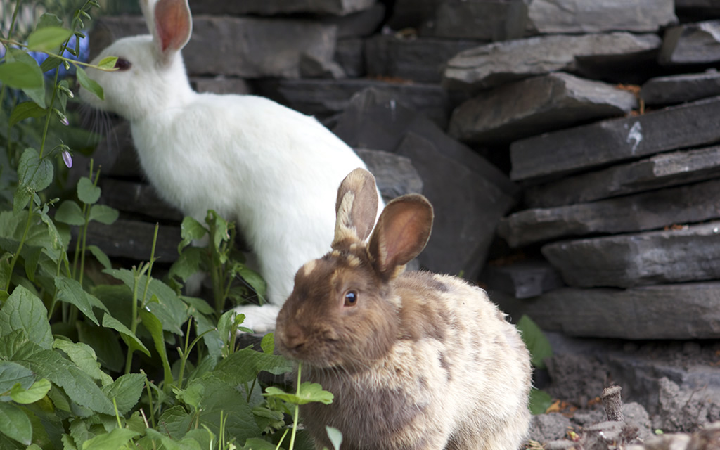 A Tail of Two Rabbits | Garden YYC